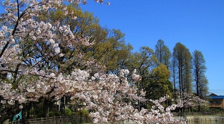 🌳 히몬야 공원(히몬야코엔) 이미지 8